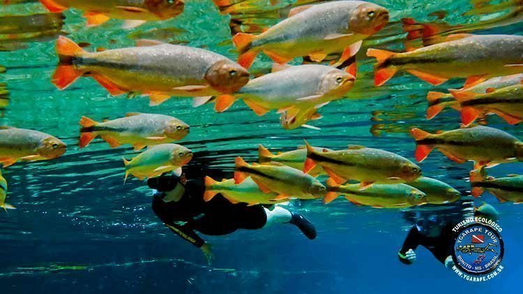 O poder da natureza de Bonito Mato Grosso do Sul!