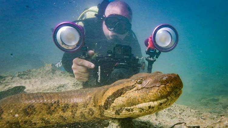 Sucuri 'posa' para foto de Juca Ygarapé e até lambe a câmera em rio de Bonito MS