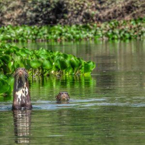 Animais projeto salobra