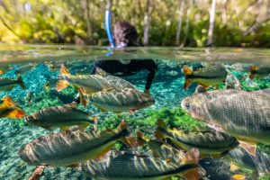 Flutuação Rio da Prata