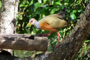 Observação de aves Rio da Prata