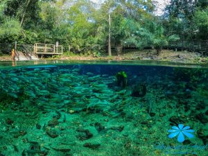 Peixes em flutuação em Bonito