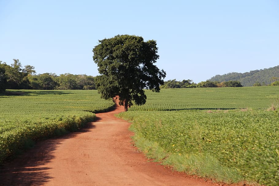 Vegetação Mato Grosso do Sul