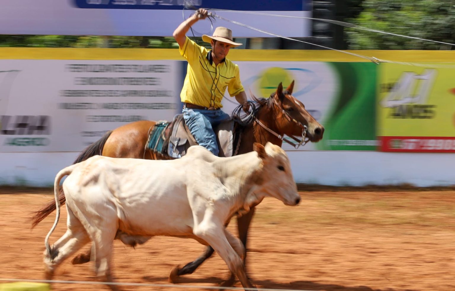 Festa do Laço comprido 2024