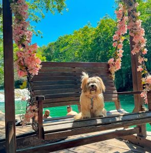 Dia de sol e tranquilidade para pets no Bosque das Águas, em Bonito MS.