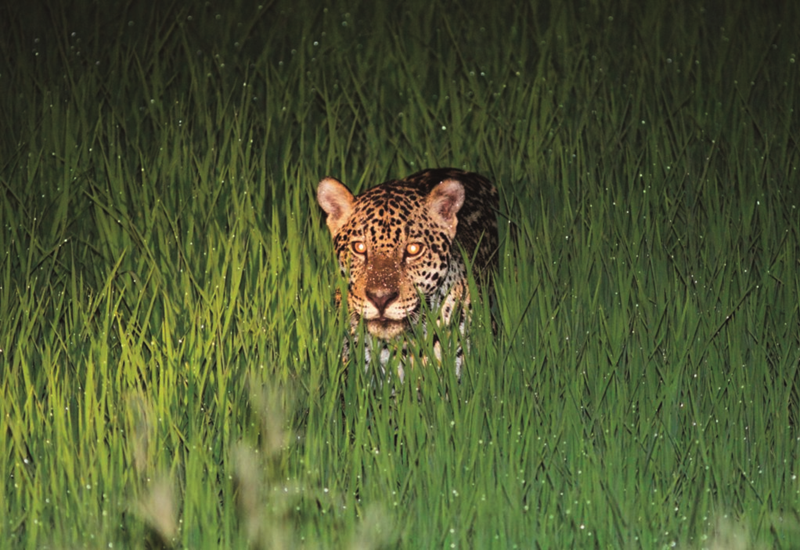 Como lidar com animais selvagens durante os passeios em Bonito MS? Como lidar com animais selvagens durante os passeios em Bonito MS?