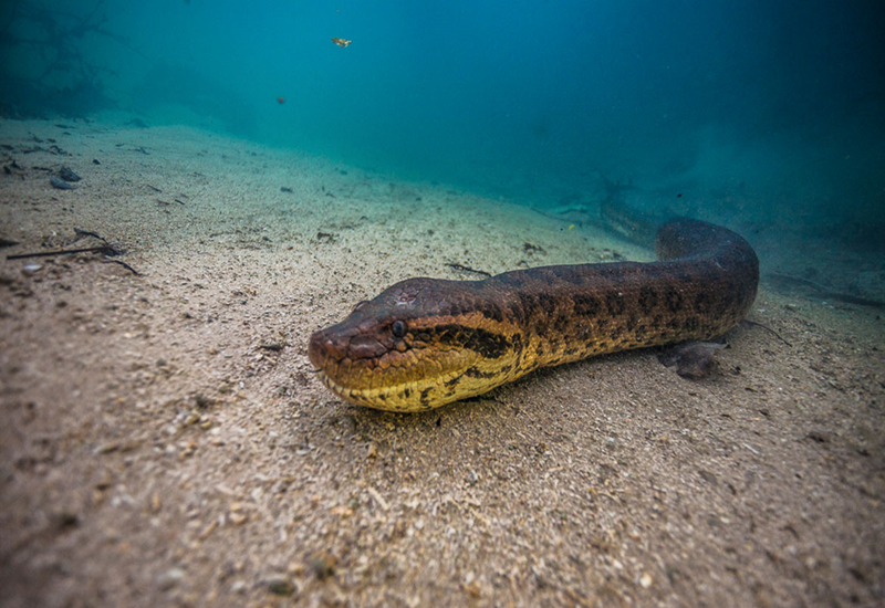 Tem sucuri em Bonito MS? Tem sucuri em Bonito MS?