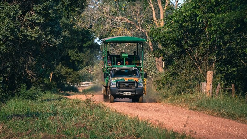 Como é um Safári no Pantanal? Descubra Sobre a Experiência