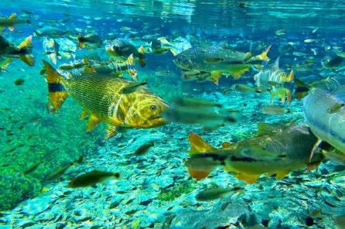 Aquário Natural Flutuação