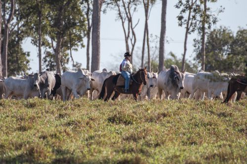 Na estreia de Pantanal em praça, berrante de peão é furtado em comitiva -  Interior - Campo Grande News